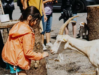 Animal Welfare